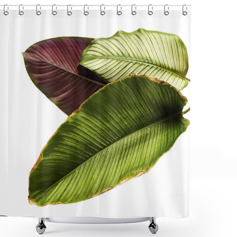 Personality  Calathea Ornata (Pin-stripe Calathea), Tropical Foliage Plant Leaves Isolated On White  Background, With Clipping Path Shower Curtains