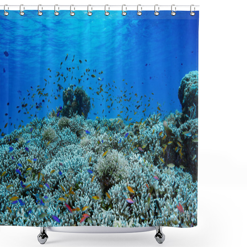 Personality  Underwater Landscape Tropical Coral Reef Tubbataha Shower Curtains