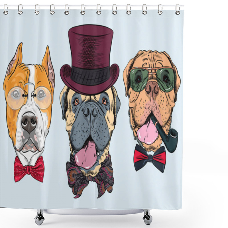 Personality  Vector Set Of Dogs In Hat And Bow Tie, American Staffordshire Terrier, Bullmastiff, French Mastiff Or Dogue De Bordeaux Shower Curtains