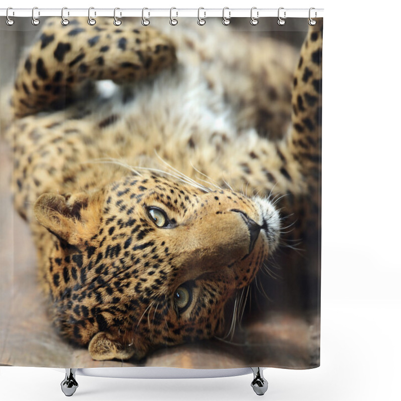 Personality  Leopard Shower Curtains