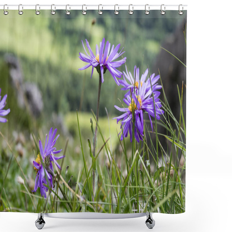 Personality  Aster Alpinus Purple Violet Flowers In Bloom, Alpine Aster Flowering Mountain Plant, Colorful Petals And Yellow Center Shower Curtains