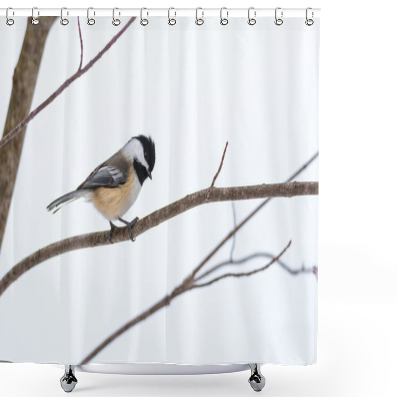 Personality  Springtime Comes, Black Cap Chickadee, Poecile Atricapillus, On A Branch On A Very Early, Grey Spring Day In Early March.  Happy That The Day Is Mild And Anticipating The Arrival Of Spring. Shower Curtains