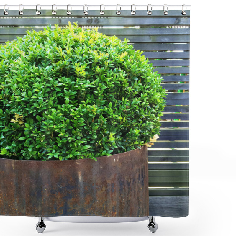 Personality  Trimmed Myrtle Tree In A Rusty Iron Pot Shower Curtains