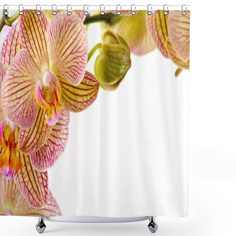 Personality  Beautiful Orchid Flowers On Isolated White Background Shower Curtains