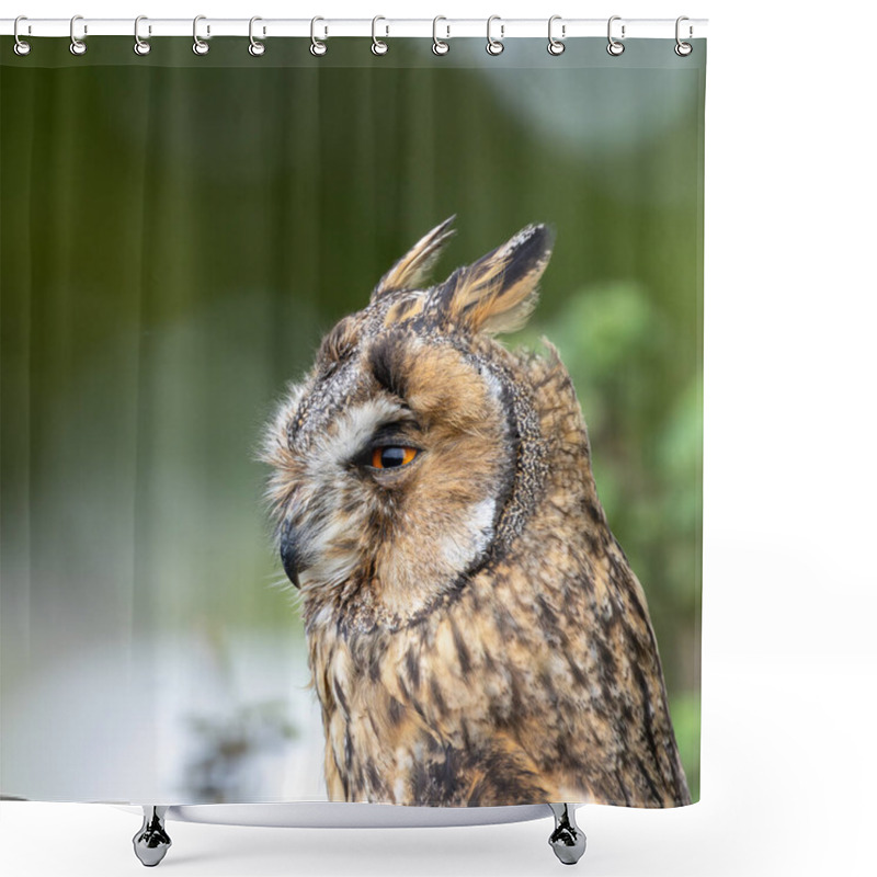 Personality  The Long-eared Owl, Asio Otus, Preys On Small Mammals And Birds. Shower Curtains