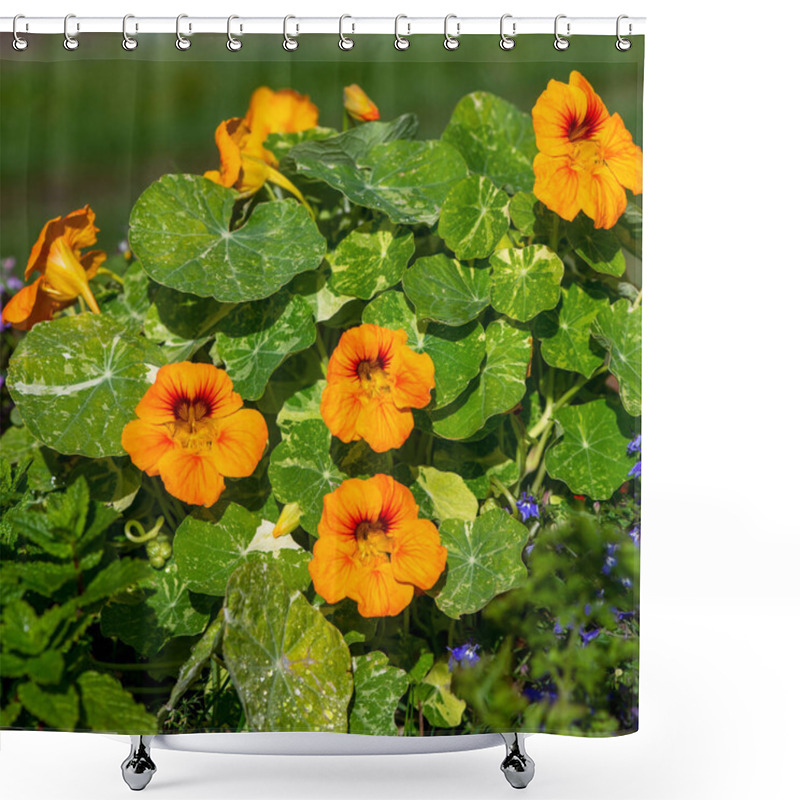 Personality  Beautiful Nasturtium Plant With Bright Orange Red Flowers On A Summers Day Shot For Copy Space Or Text Overlay On Green Leafy Background Shower Curtains