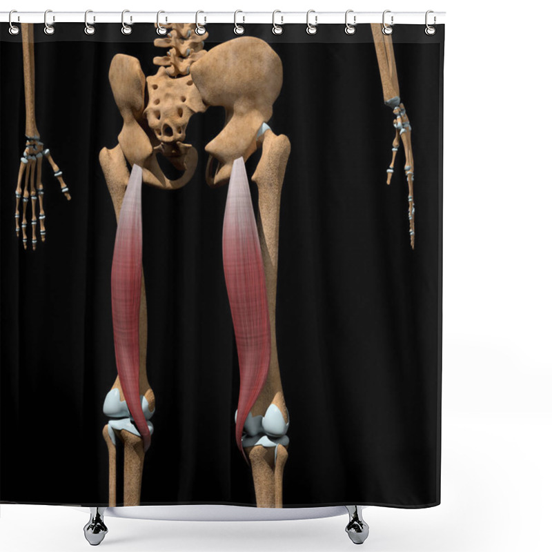 Personality  This 3d Illustration Shows The Semitendinosus Muscles On Skeleton Shower Curtains