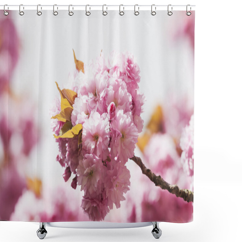 Personality  Pink Cherry Blossoms Shower Curtains