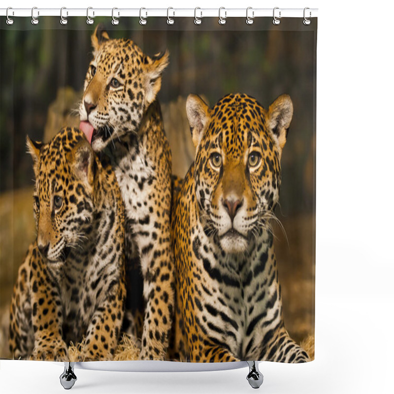 Personality  Jaguar Family Shower Curtains