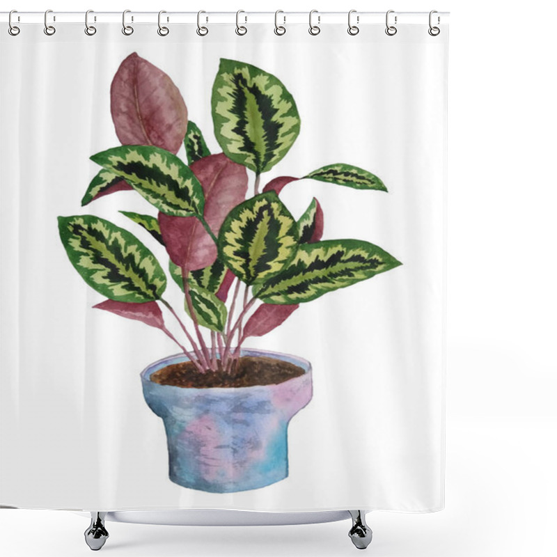 Personality  Watercolor Hand Drawn Illustration Of Calathea Prayer Plant On White Isolated Background. For Bright Interior Design Nature Lovers Flower Houseplant Pastel Neutral Pot Foliage. Urban Tropical Jungle. Shower Curtains