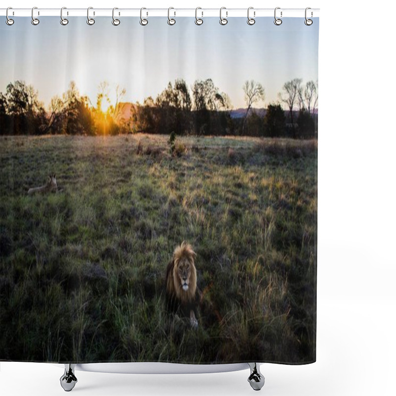 Personality  A Beautiful Shot Of A Lion Sitting In The Middle On The Field Captured In A Sunrise Shower Curtains