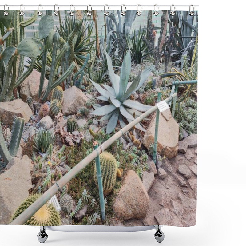 Personality  Succulents And Various Cacti Are Presented In The Greenhouse Shower Curtains