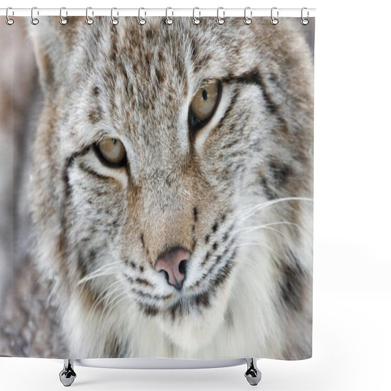 Personality  Portrait Of A Eurasian Lynx Closeup View Shower Curtains