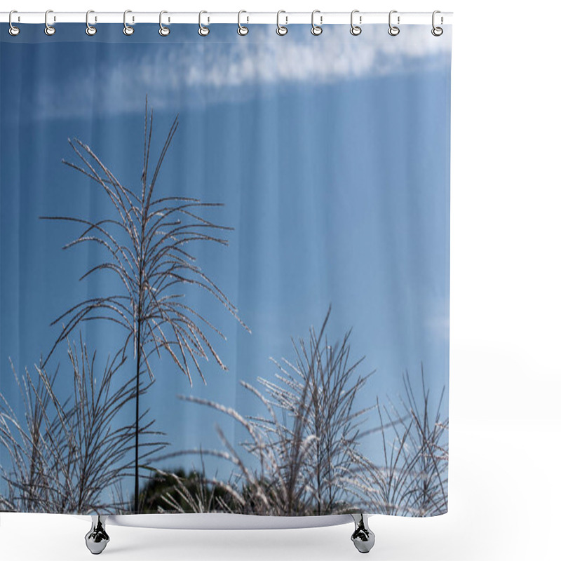 Personality  Stems Of Feather Reed Grass With Blue Sky At Background Shower Curtains