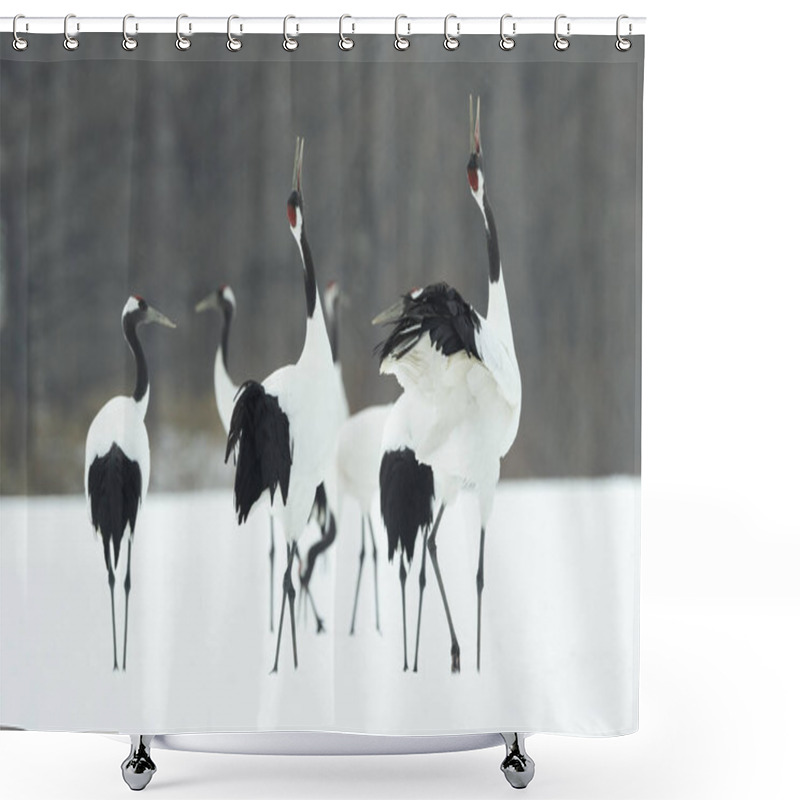 Personality  The Ritual Marriage Dance Of Cranes. The Red-crowned Cranes. Scientific Name: Grus Japonensis, Also Called The Japanese Crane Or Manchurian Crane, Is A Large East Asian Crane. Shower Curtains