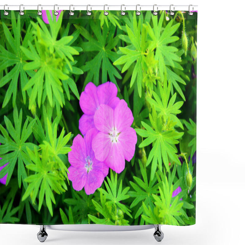 Personality  Pink Small Flowers In A Flower Bed In The Garden. Flowering Shrubs. Shower Curtains