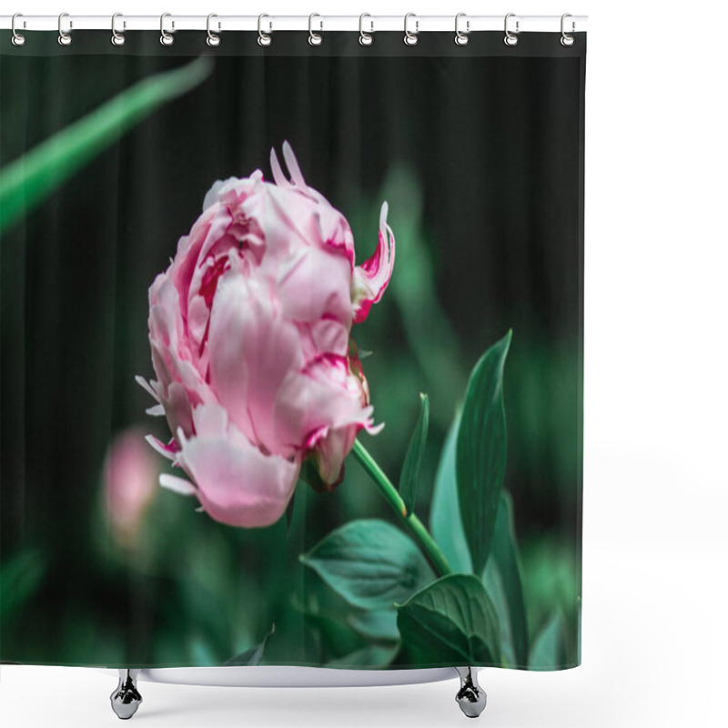 Personality  A Big Gently Pink Bud Of A Fragrant Peony In A Spring Garden. Beautiful Delicate Flower On Long Stem Among Green Foliage In Springtime. Summer Flowers Shower Curtains