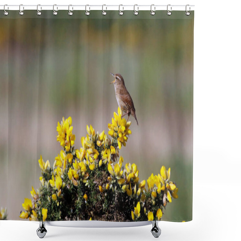 Personality  Wren Singing From A Gorse Bush In Spring Sunshine Shower Curtains