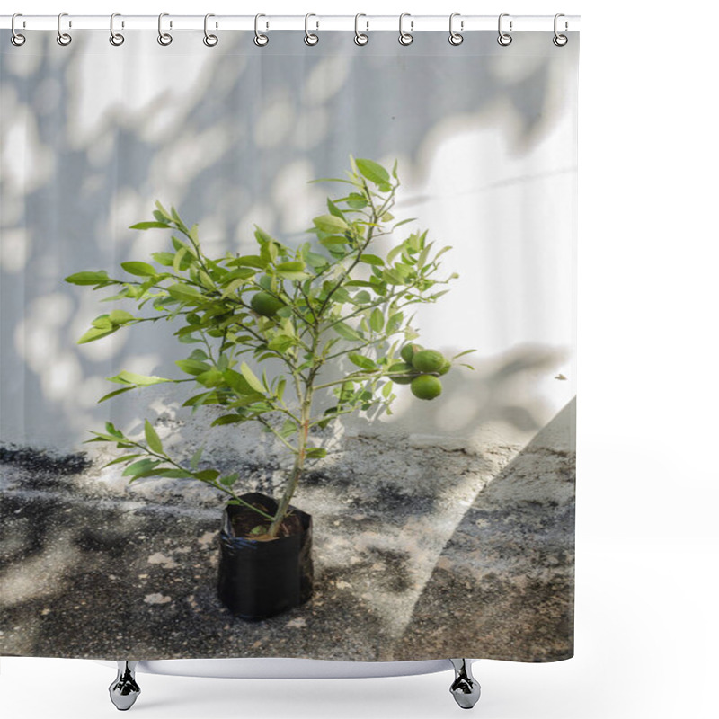 Personality  A Young Lime Plant In A Potting Bag Has On Green Limes Shower Curtains