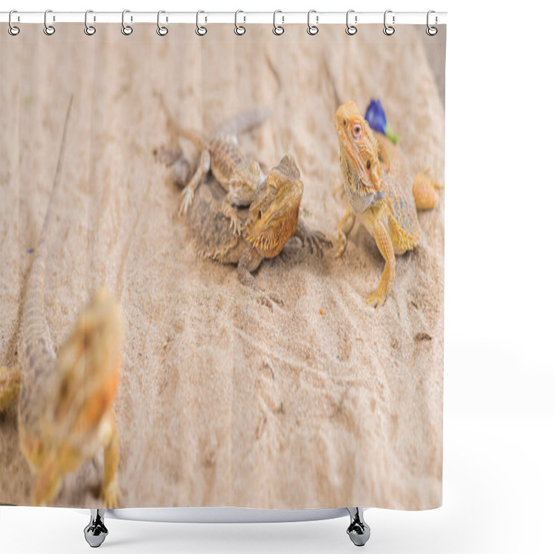 Personality  Image Of Baby Bearded Dragon (Pogona Vitticeps) Sleep On Back Of Mother. Shower Curtains