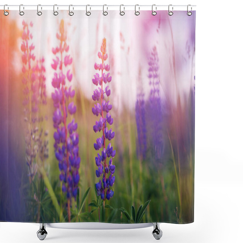 Personality  Beautiful Blue And Violet Lupines  In Rural Field At  Sunrise (sunset). Natural Floral Background Shower Curtains