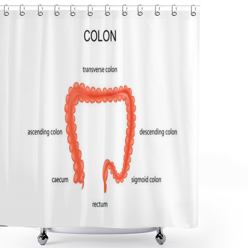 Personality  Anatomy Of The Large Intestine Shower Curtains