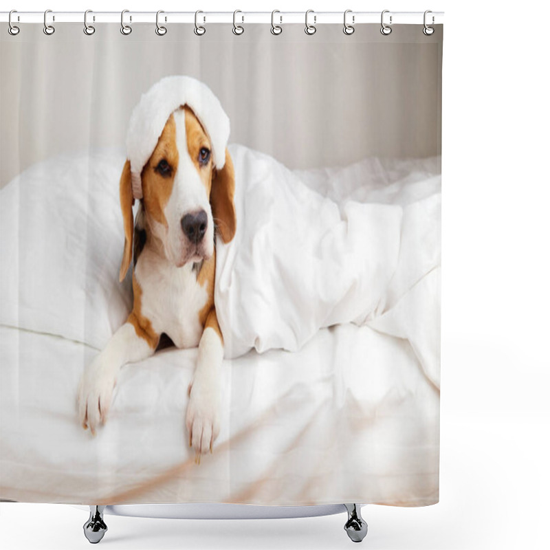 Personality  A Beagle Dog In A Sleep Mask Is Lying On The Bed Under A Blanket.  Shower Curtains