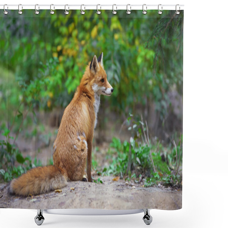 Personality  Portrait Of A Red Fox (Vulpes Vulpes) Shower Curtains