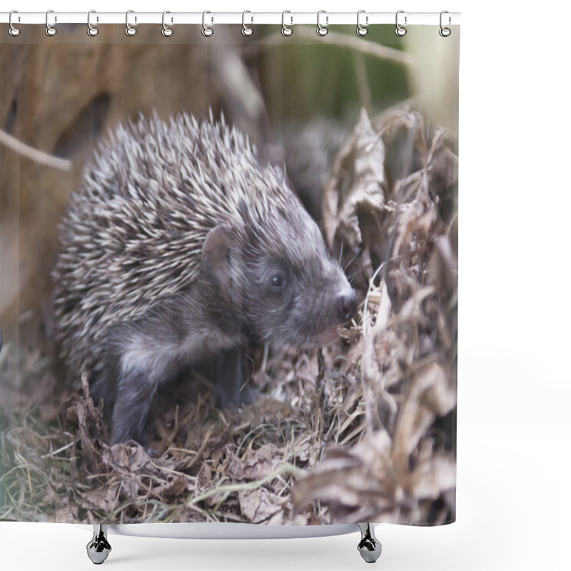 Personality  Small Baby Hedgehog Shower Curtains