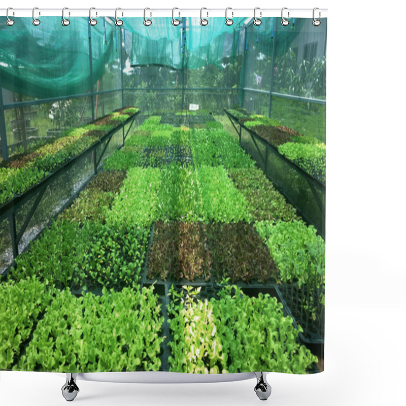 Personality  Seedlings Grow Organicly In Shelter Shower Curtains