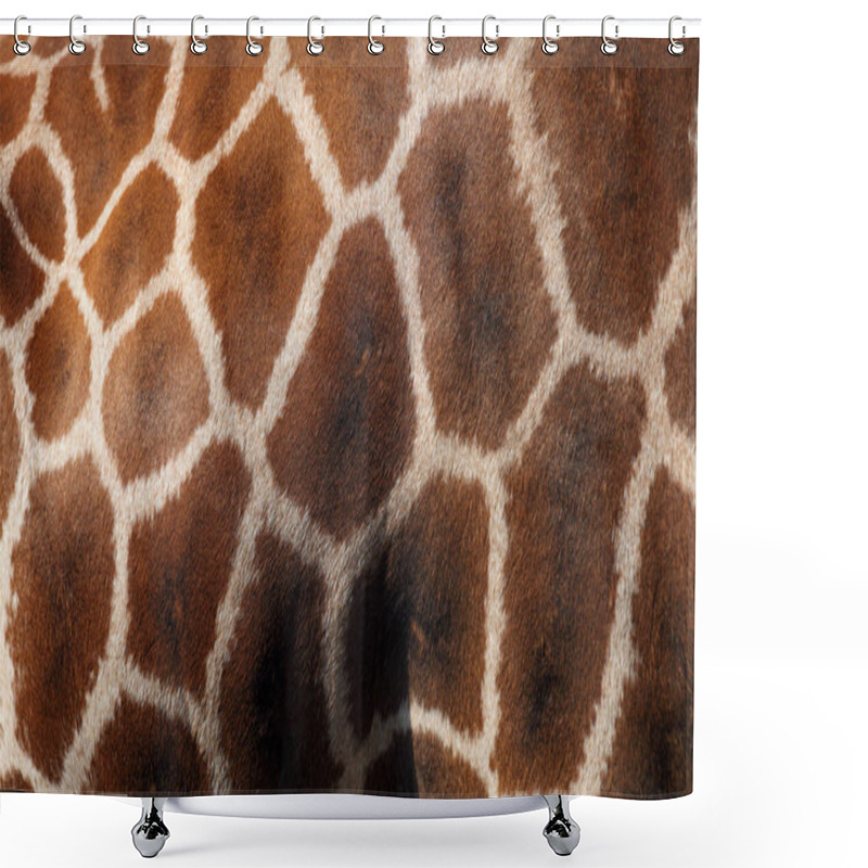 Personality  Rothschild's Giraffe (Giraffa Camelopardalis Camelopardis), Formerly Giraffa Camelopardis Rothschildi) , Patterns On The Skin Shower Curtains