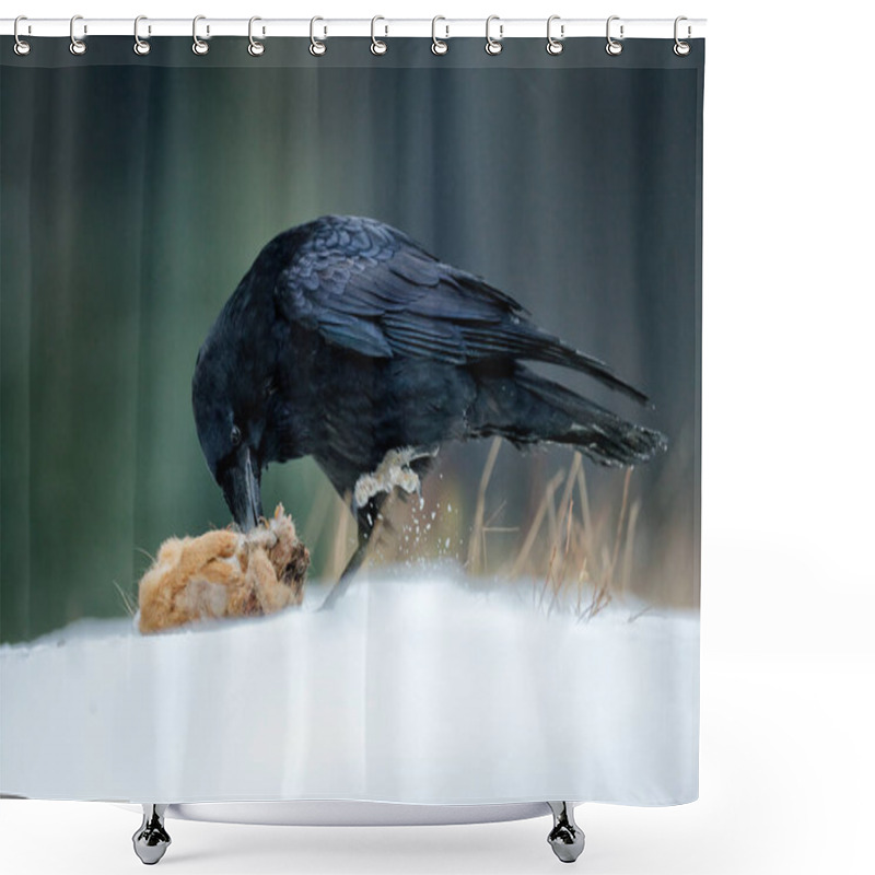 Personality  Wildlife Feeding Behaviour Scene In The Forest. Raven With Dead Kill Hare, Sitting On The Stone. Bird Behavior In Nature. Rocky Habitat With Black Raven. Shower Curtains