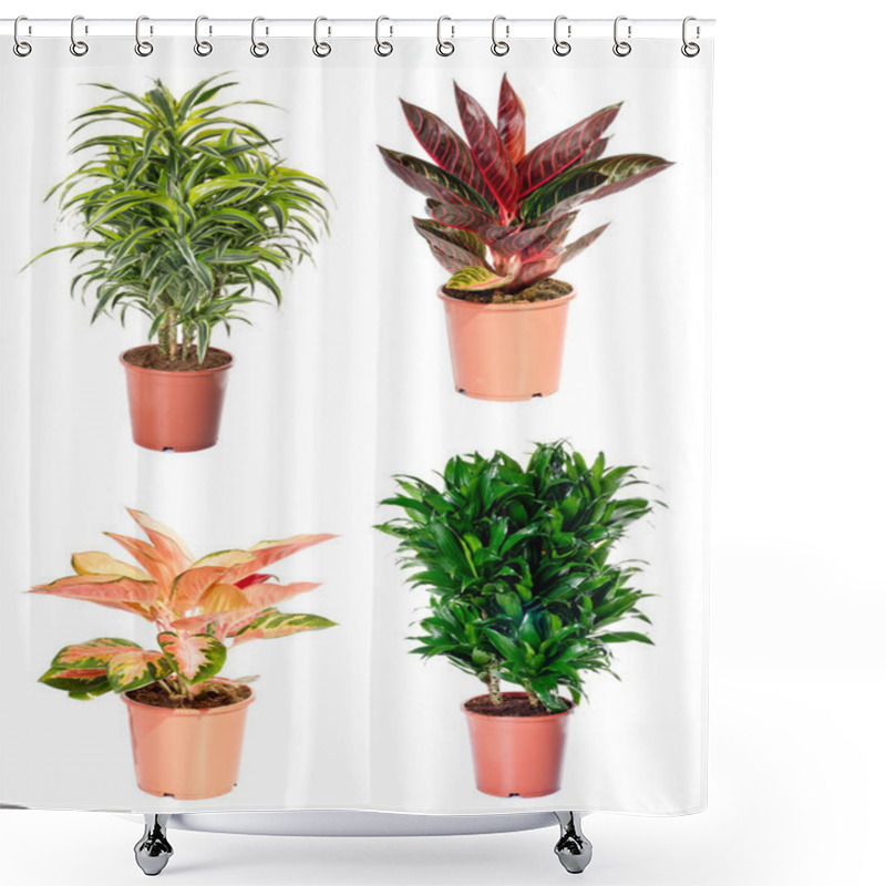 Personality  Set Of Indoor Plants Shower Curtains