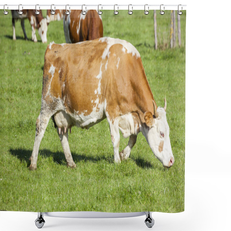 Personality  Cows Grazing On Green Meadow At Sunny Day  Shower Curtains