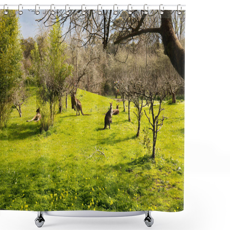 Personality  Phantom Falls Walk Cape Otway In Australia Shower Curtains