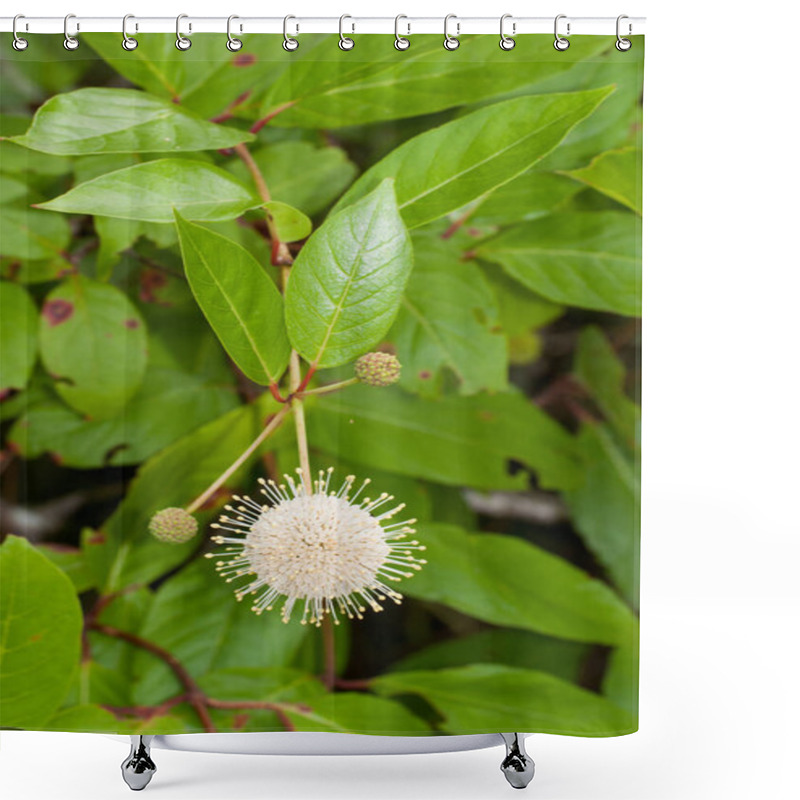 Personality  Buttonbush, Cephalanthus Occidentalis. Close-up Of A Single Spherical Flower Head With Two Buds. Reddish Crooked Stems And Bright Green Leaves. Vertical Shower Curtains