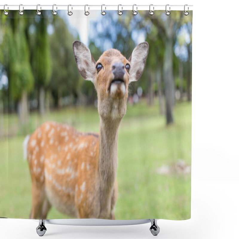 Personality  Lovely Roe Deer Close Up  Shower Curtains