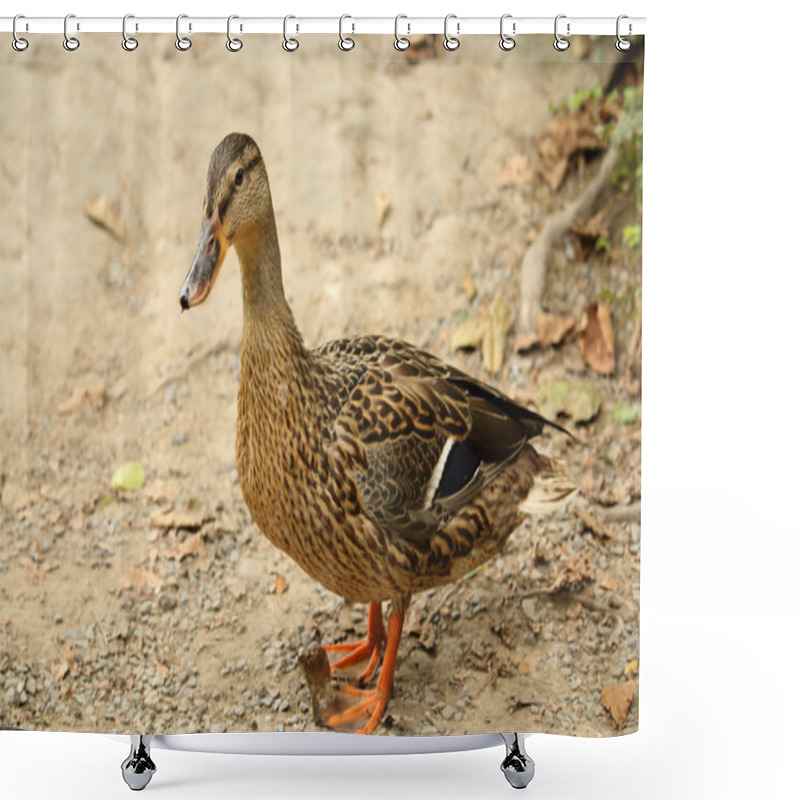 Personality  Mallard (wild Duck) Female Standing On Gravel - Sand Road Shower Curtains