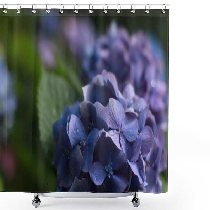 Personality  Beautiful Blooming Hydrangea Flower Purple And Blue. Shower Curtains