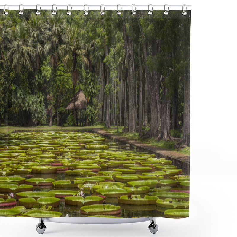 Personality  Giant Water Lily In Pamplemousse Botanical Garden. Island Mauritius Shower Curtains