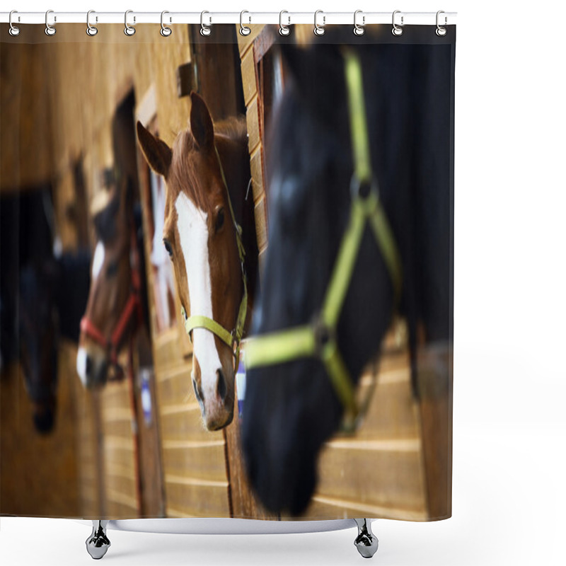 Personality  Horses Shower Curtains