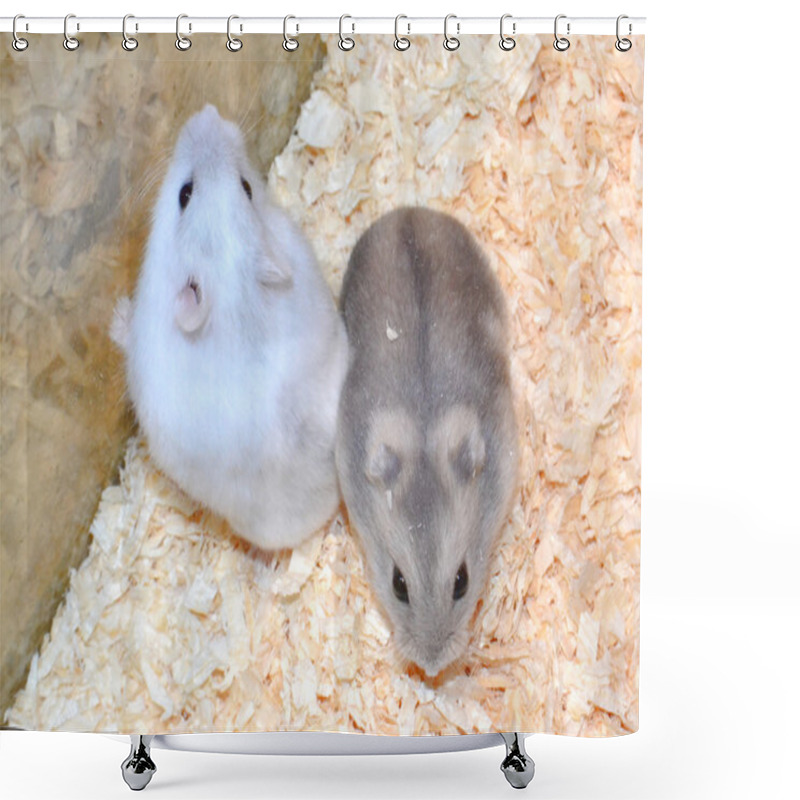 Personality  Two Hamsters Shower Curtains