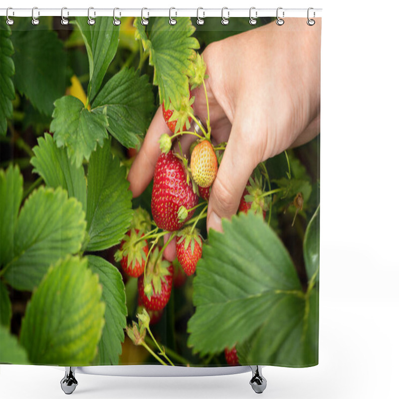 Personality  Harvesting Strawberries. Hands With Strawberries On The Background Of A Strawberry Patch Shower Curtains