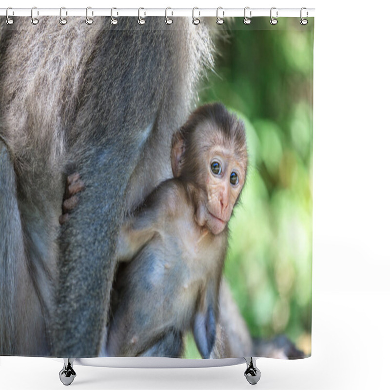 Personality  Monkey Mother And Baby In Natural Shower Curtains