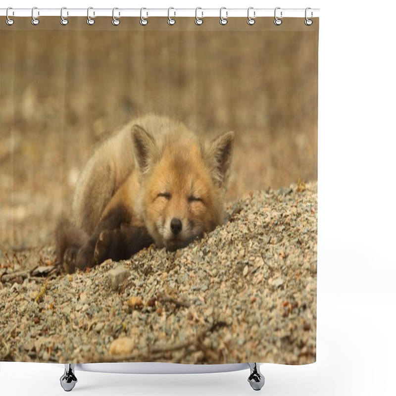 Personality  Red Fox Kit Sleeping Shower Curtains