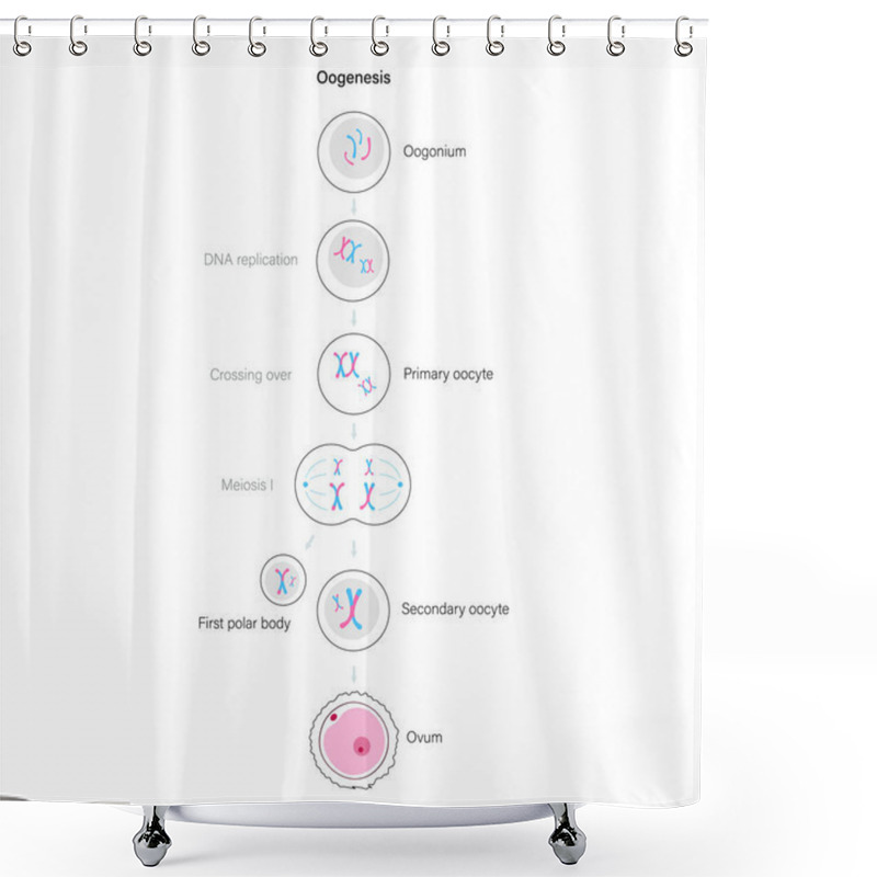 Personality  Reproductive System Concept Shower Curtains