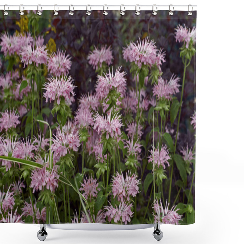 Personality  Flowering Monarda 'Fishes' In A Garden Border Shower Curtains