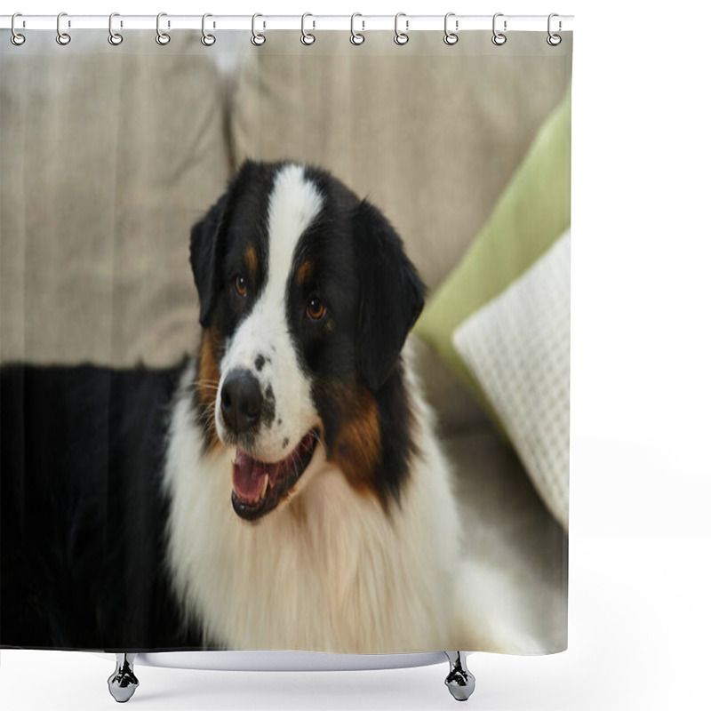 Personality  Australian Shepherd Relaxes Happily On Couch In Living Room Shower Curtains