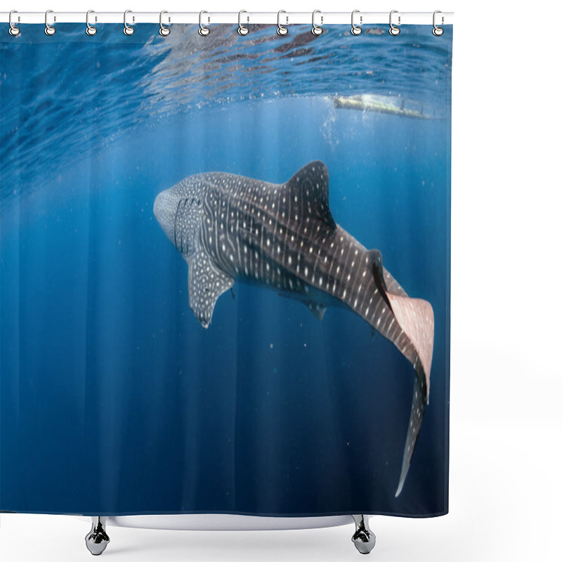 Personality  Whale Shark Coming To You Underwater Shower Curtains