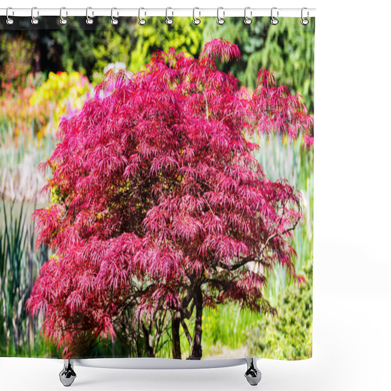 Personality  Japanese Fire Bush Acer Palmatum Maple Tree. Orangeola Shower Curtains